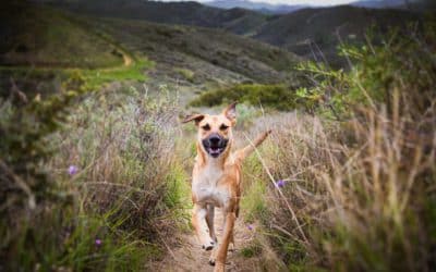 Analyse de l’industrie des aliments pour animaux de compagnie